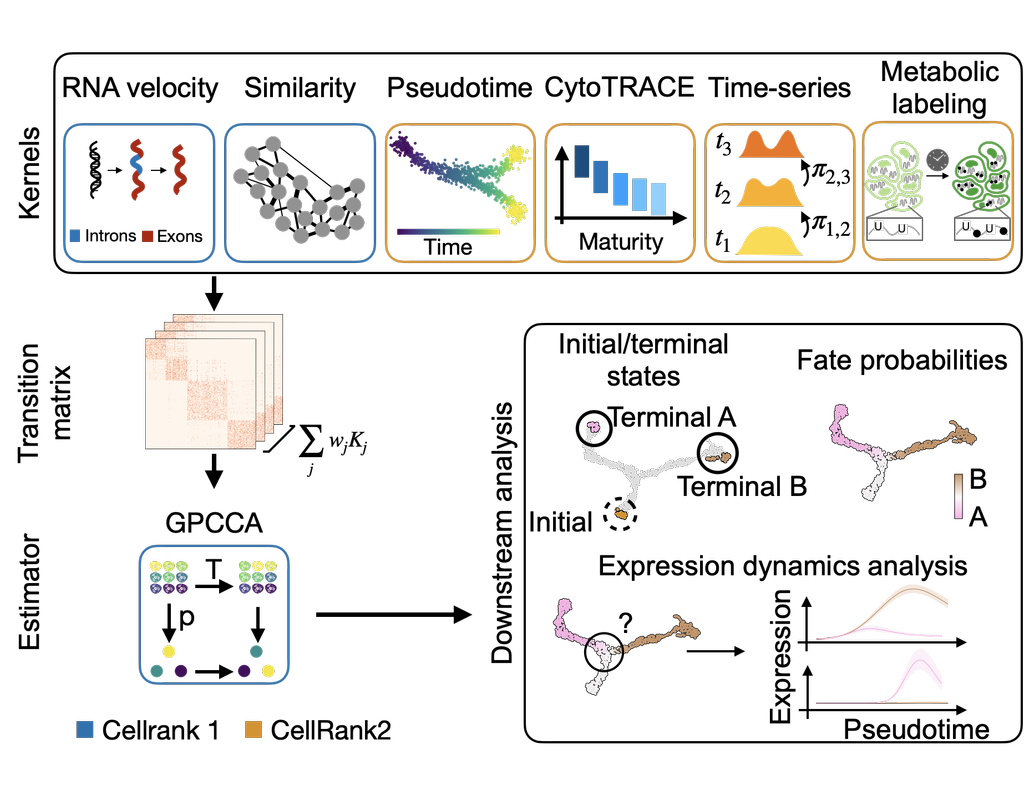 CellRank2: Unified fate mapping in multiview single-cell data