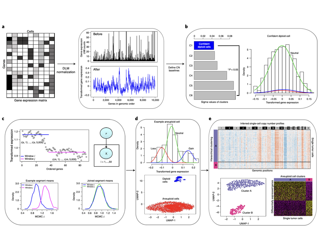 CopyKAT: Delineating copy number and clonal substructure in human tumors from single-cell transcriptomes