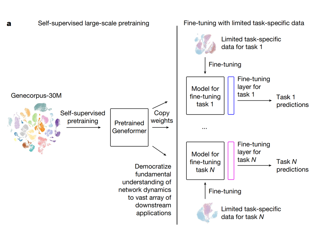 Geneformer: a deep learning model for exploring gene networks