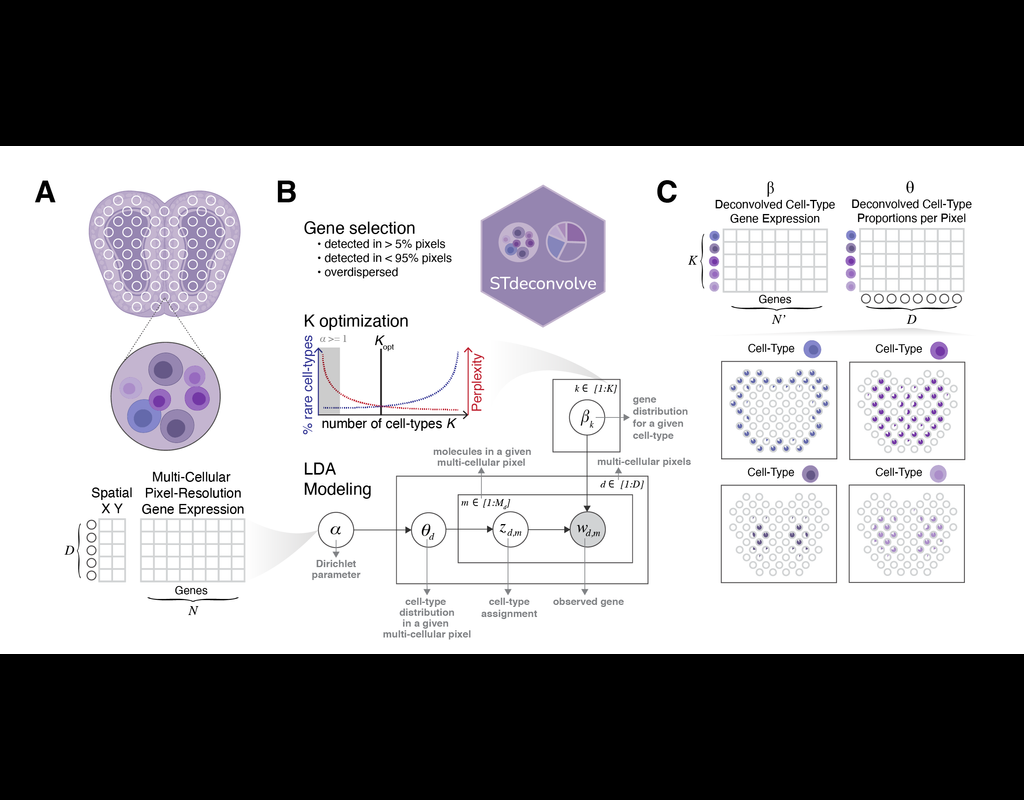 Reference-free cell type deconvolution of multi-cellular pixel-resolution spatially resolved transcriptomics data - stdeconvolve