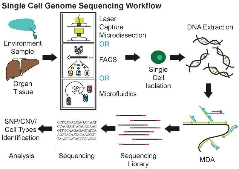 scGPT: Towards Building a Foundational Model for Single-Cell Multi-omics Using Generative AI