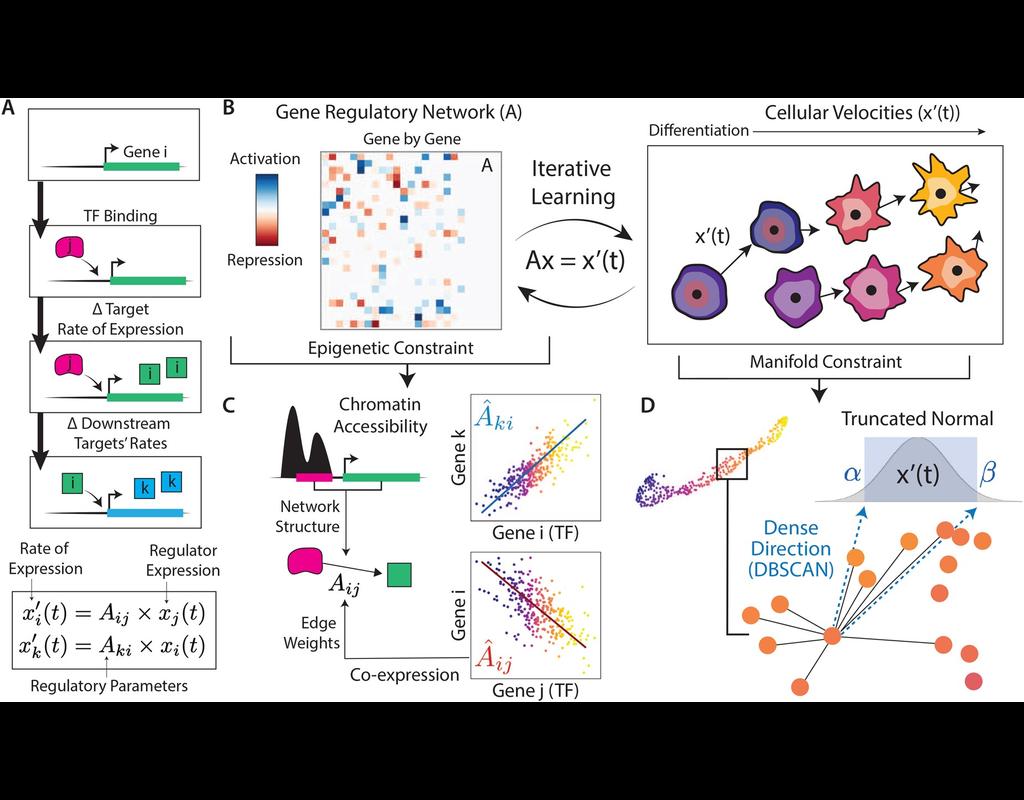 scKINETICS: Inference of regulatory velocity with single-cell transcriptomics data