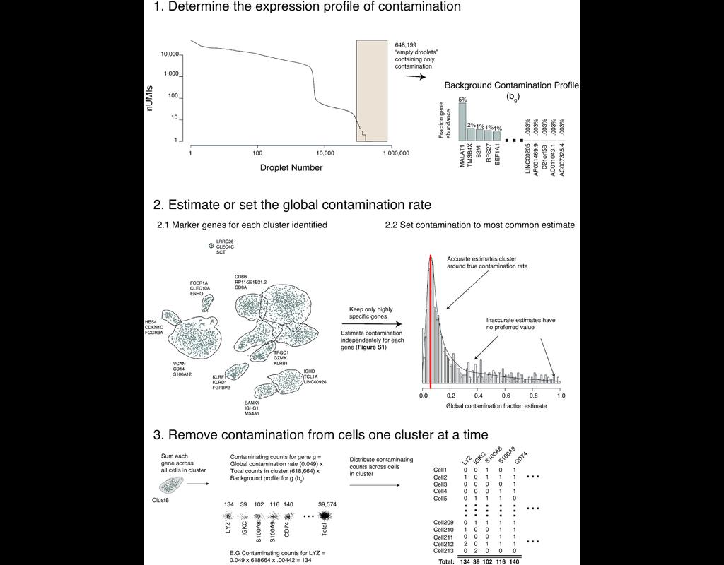 SoupX: removing ambient RNA contamination from droplet-based single-cell RNA sequencing data