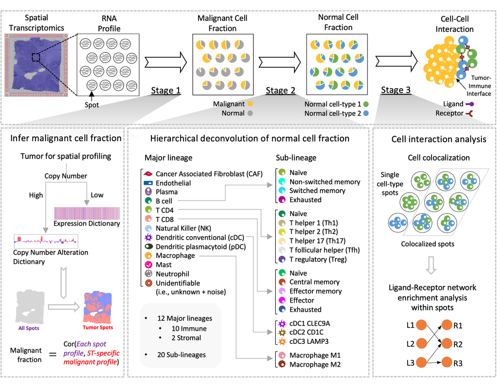 SpaCET: Cell type deconvolution and interaction analysis
