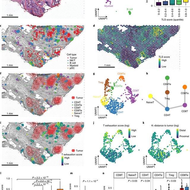 Spatial charting of single-cell transcriptomes in tissues - celltrek