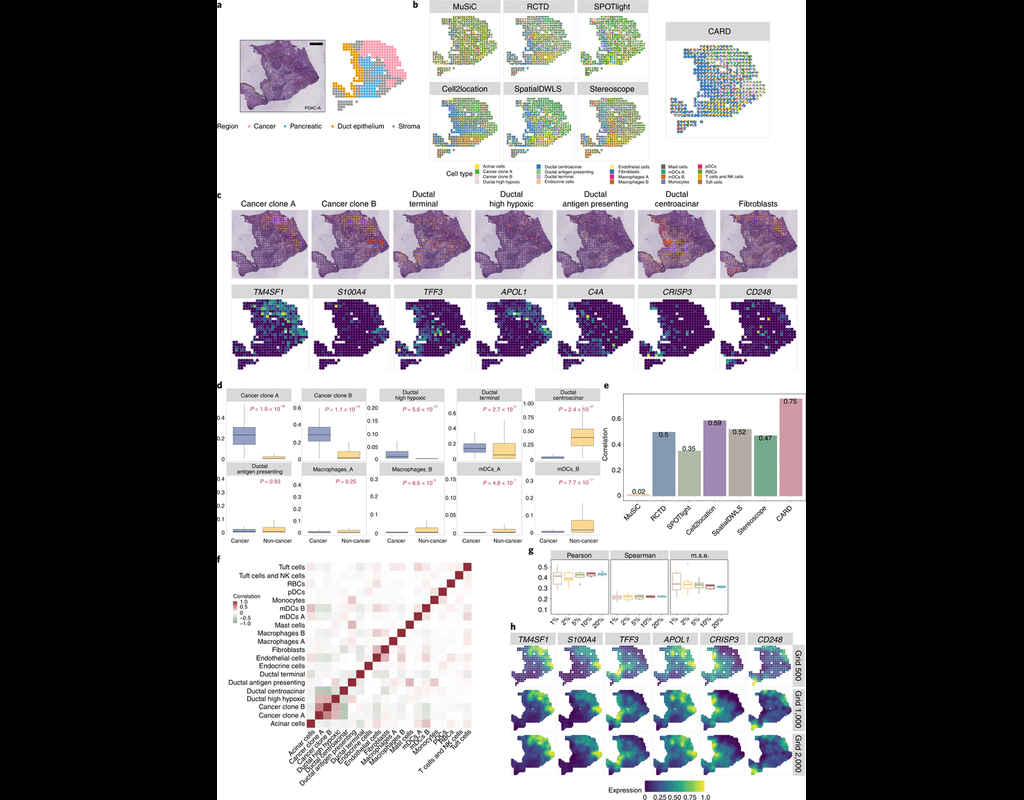 Spatially informed cell-type deconvolution for spatial transcriptomics - CARD