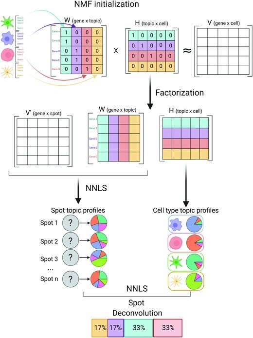 SPOTlight: seeded NMF regression to deconvolute spatial transcriptomics spots with single-cell transcriptomes