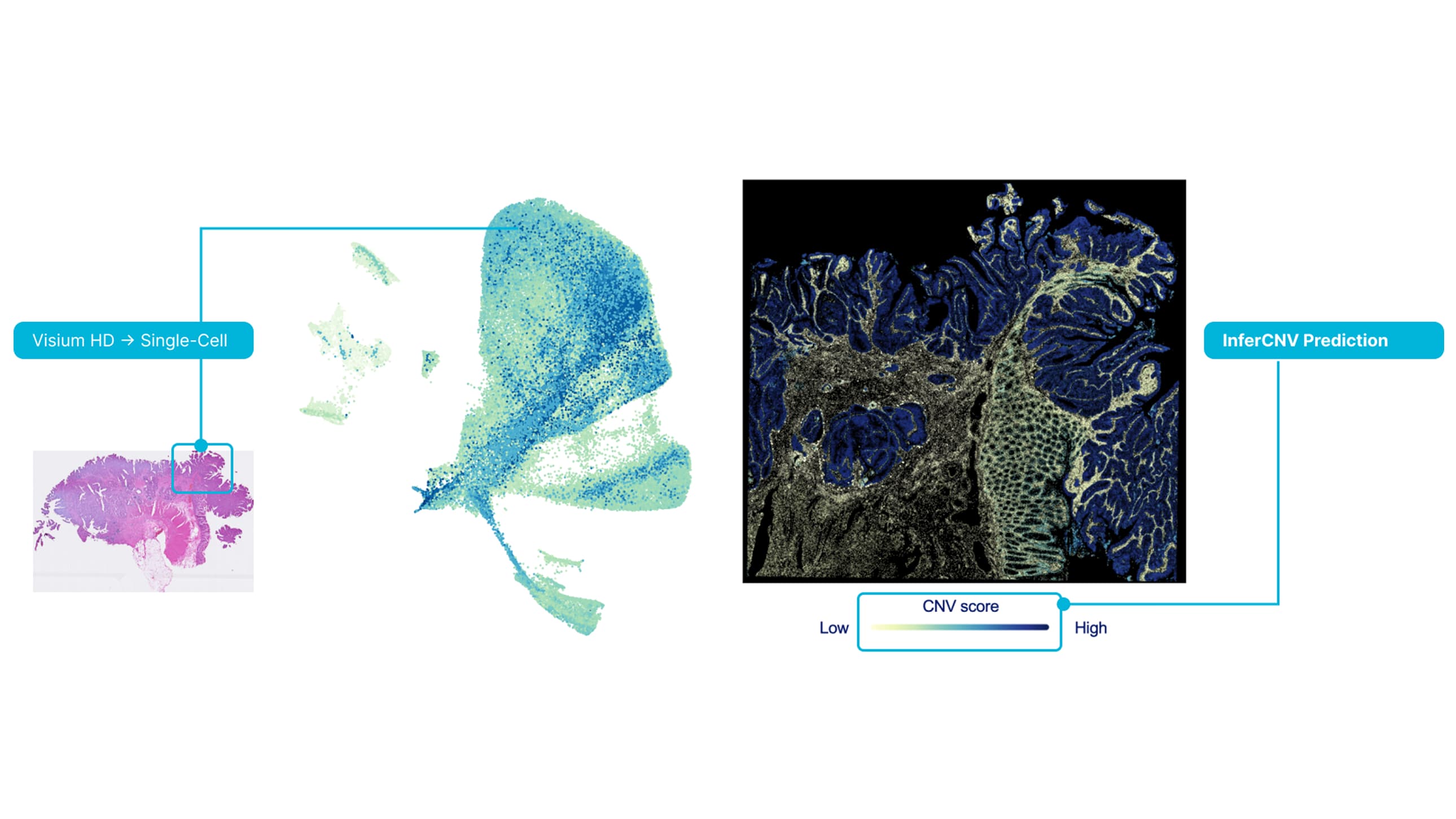 Cancer Cell Prediction